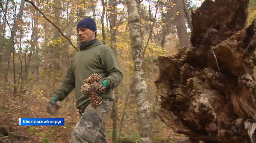 В Приморье - неурожай кедровых шишек. Во всем винят огнёвку