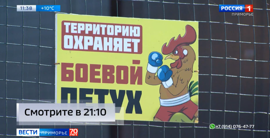 С рогами, а не коровы: уникальная ферма появилась в Приморье