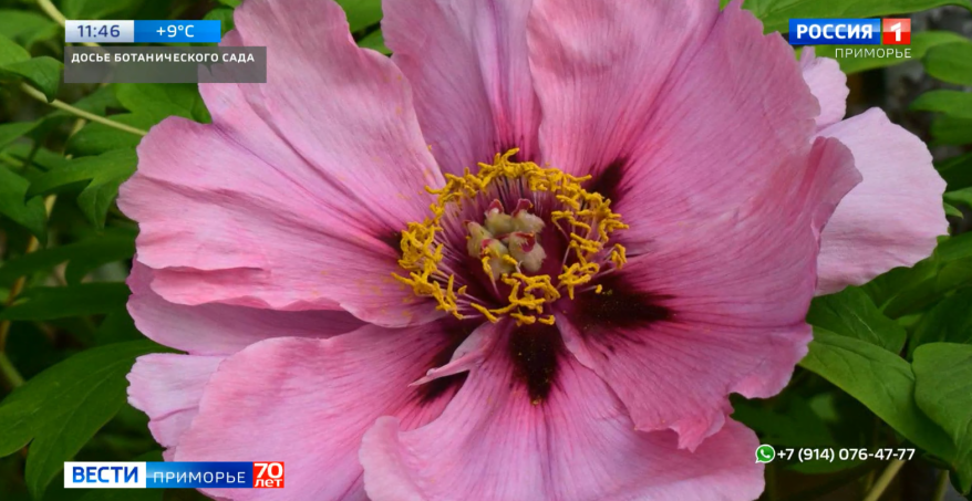 Новый сорт древовидного пиона вывели ученые владивостокского ботанического сада-института