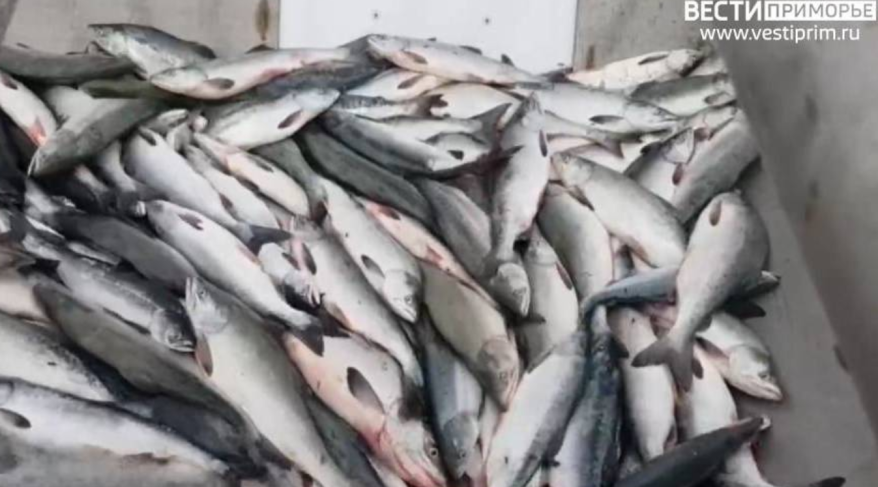 В России ужесточили контроль за ценообразованием на рыбную продукцию В России ужесточили контроль за ценообразованием на рыбную продукцию