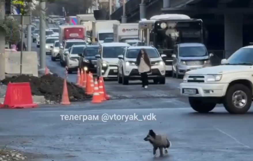 Необычная "красотка" произвела фурор на дороге во Владивостоке Необычная "красотка" произвела фурор на дороге во Владивостоке