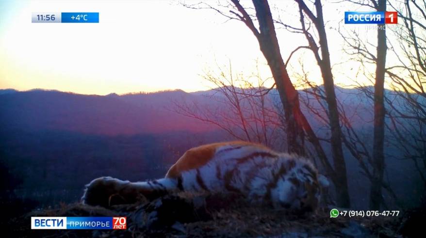 «Сладкий» сон хищника попал в поле видеокамеры на «Земле леопарда» «Сладкий» сон хищника попал в поле видеокамеры на «Земле леопарда»