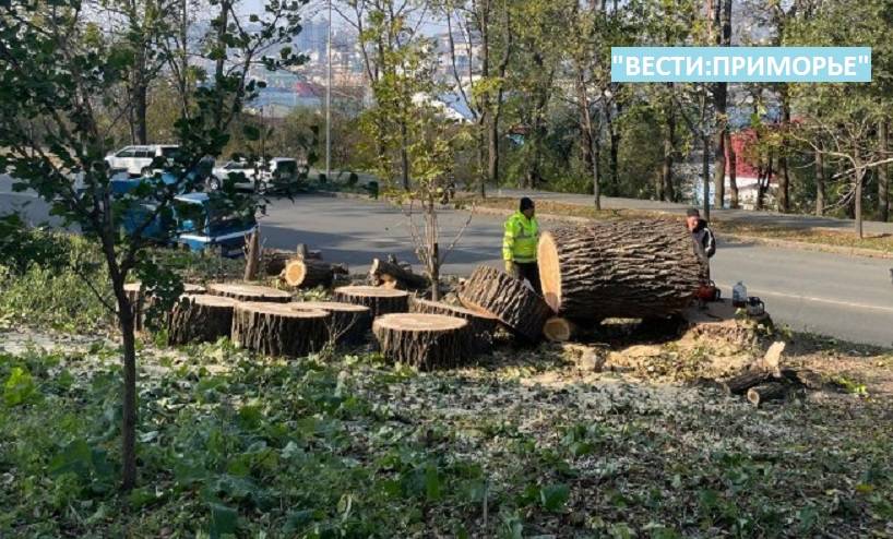 Вырубка краснокнижных деревьев принесла ущерб Приморью в 24 млн рублей Вырубка краснокнижных деревьев принесла ущерб Приморью в 24 млн рублей
