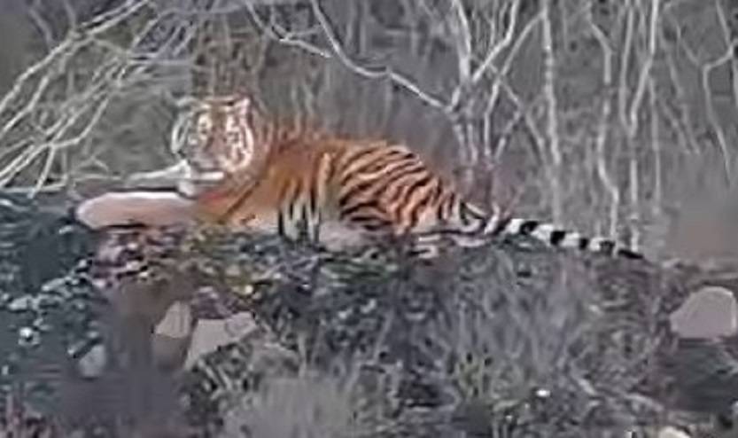 «Жуть, лежит, наблюдает»: тигр показал огромные клыки семейной паре в Приморье