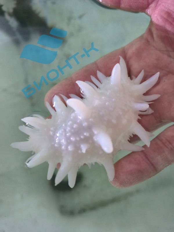 Уникального морского трепанга-альбиноса обнаружили дайверы в Приморье