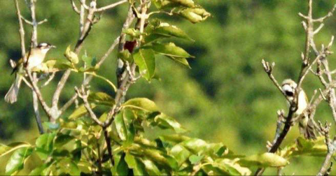Редчайший тропический гость впервые замечен на "Земле леопарда" в Приморье