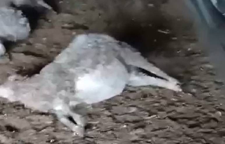 Эксперты исключили версию нападения хищных кошачих на стадо баранов в Приморье