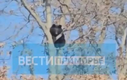Медведь устроил слежку за дорожным предприятием в Приморье
