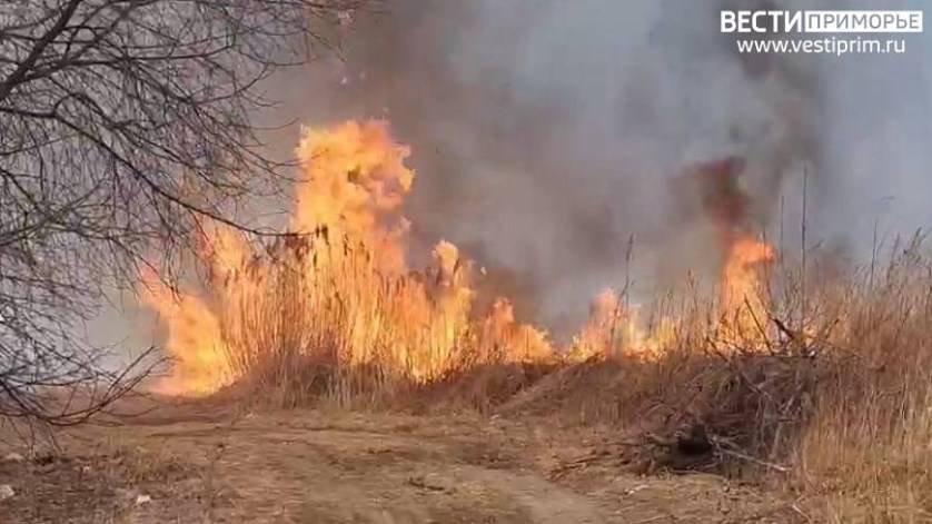 Приморье в огне: недалеко от Михайловки выжигают поля