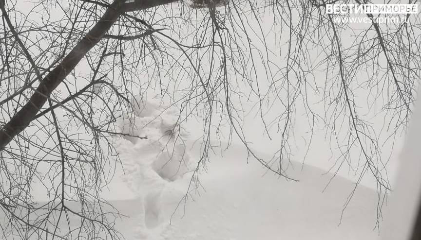 Снегом завалило: настоящая зима пришла в отдельные районы Приморья