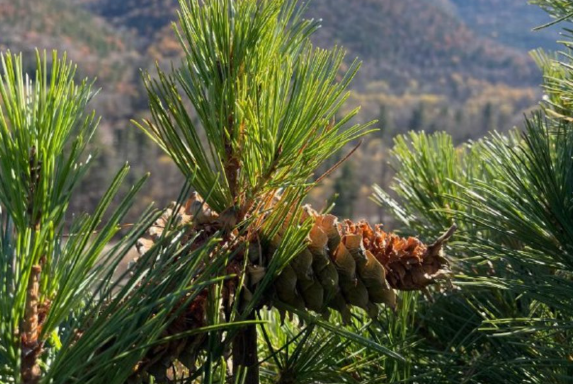 В Приморье отмечается неурожай кедровых орехов: кто съел шишки?