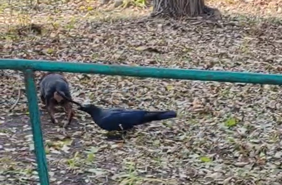 "Ну, наглая": ворона атаковала таксу во Владивостоке