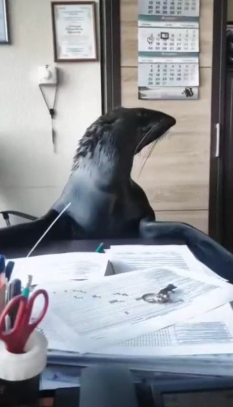 Новый ластоногий "начальник" появился в Приморском океанариуме