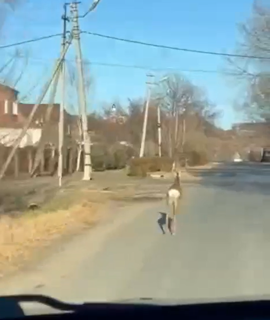 Косуля устроила спринтерский забег по трассе в Лесозаводске