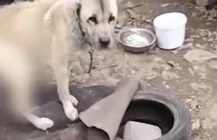 "Орган наружу": возбуждено дело по факту жестокого обращения с животными во Владивостоке