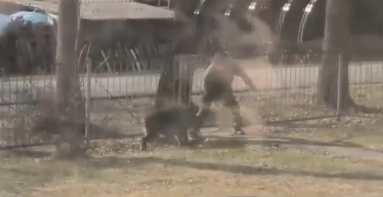 В Приморье школьный сторож вступил в схватку в диким кабаном