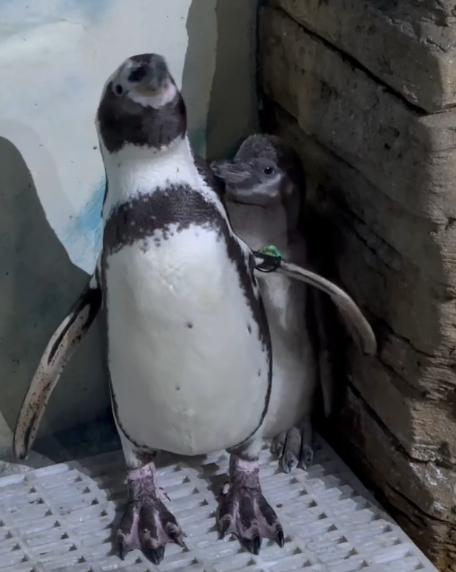 Папаша-пингвин бросился на защиту птенца в Приморском океанариуме
