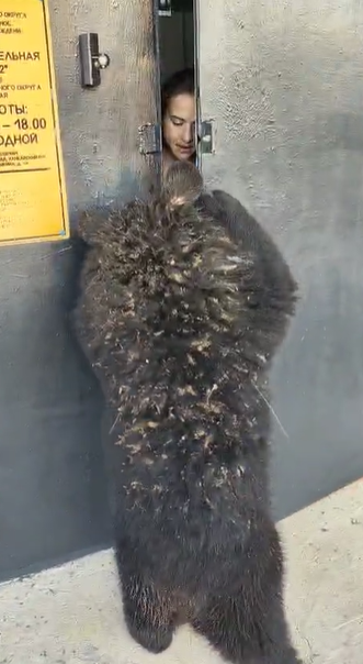 Хищник пытался ворваться в школу в Приморье: кадры