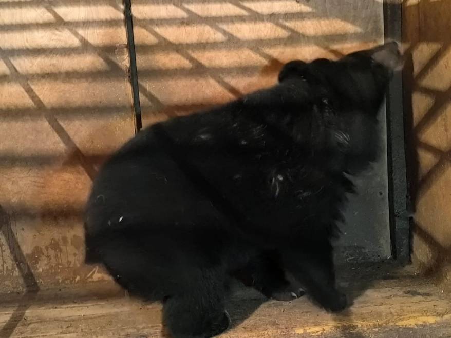 Молодой медверь пришел в школу в Приморье