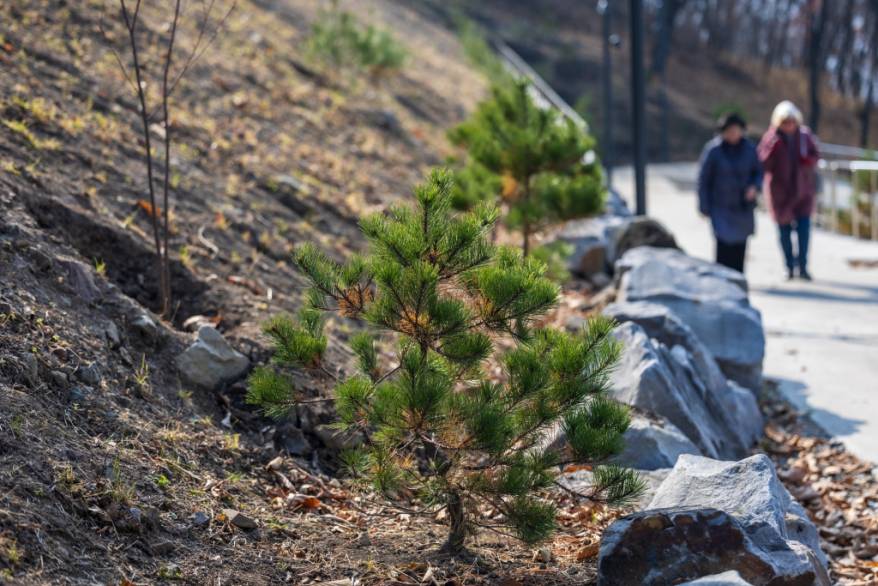 Во Владивостоке в парке на Ватутина появилось более 1200 саженцев деревьев, кустарников и многолетних цветов