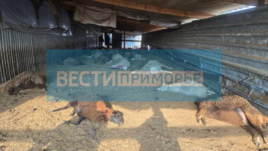 Полиция пока не подтвердила «человеческий» след в деле о гибели стада баранов в Приморье