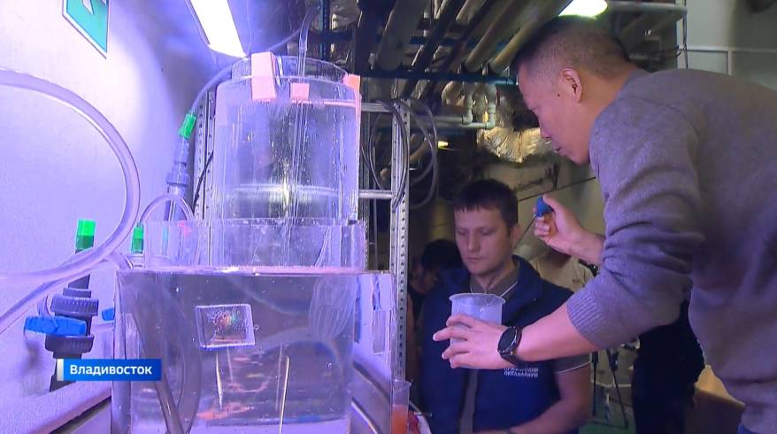 Необычные императорские гребневики - под прицелом международной команды биологов во Владивостоке