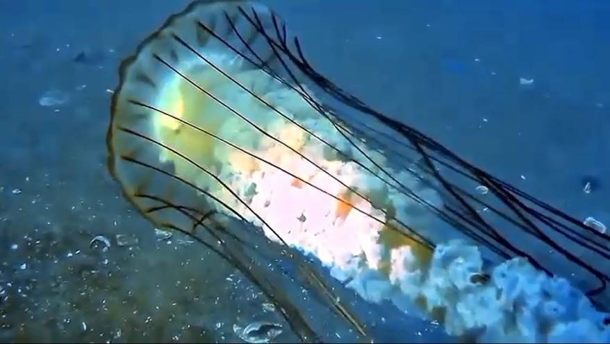 Японскую морскую крапиву-«каннибала» встретили у берегов Приморья