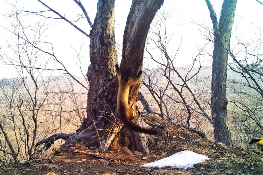 Удивительную способность показала харза в нацпарке Приморья
