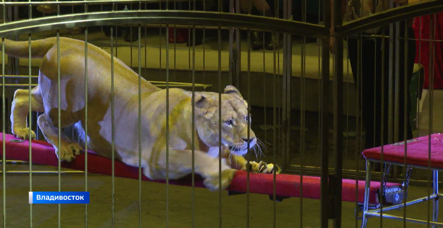 «Империя львиц» - грандиозное шоу в цирке Владивостока