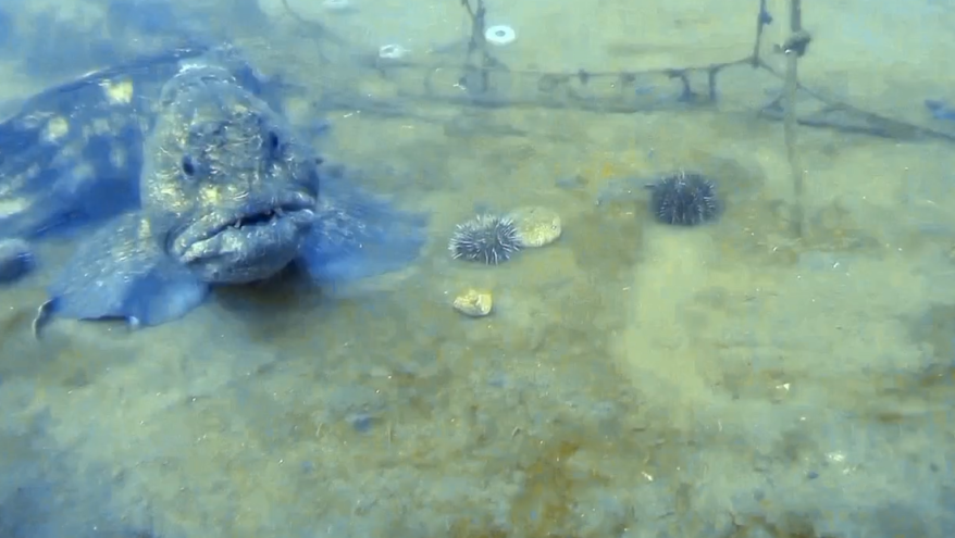 «Разрывает тело на куски»: рыба-«стальные челюсти» попала на видео в водах Приморья