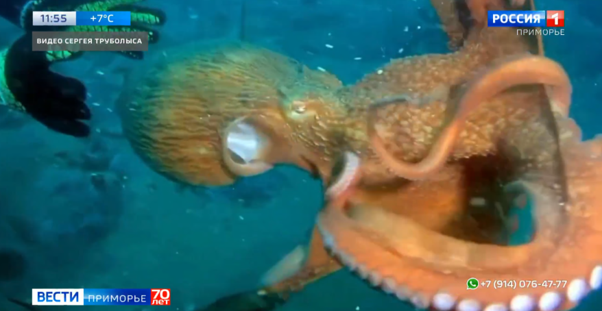 Гигантского моллюска встретил дайвер у побережья Приморья