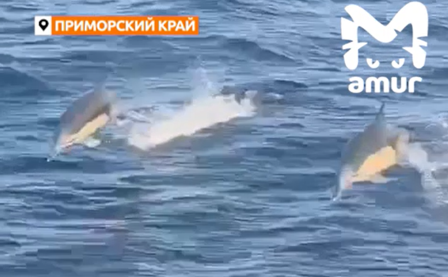 Дельфины устроили шоу для рыбаков в Приморье