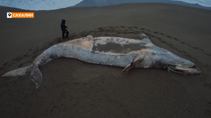 "Вшивого" морского гиганта выбросило на дальневосточный берег