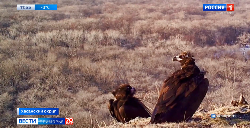 «Птичий бум»: перелетные птицы "меняют прописку" с наступлением холодов в Приморье