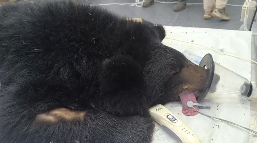 "За бабки на всё готовы": шокирующие результаты осмотра отловленного медведя в Приморье