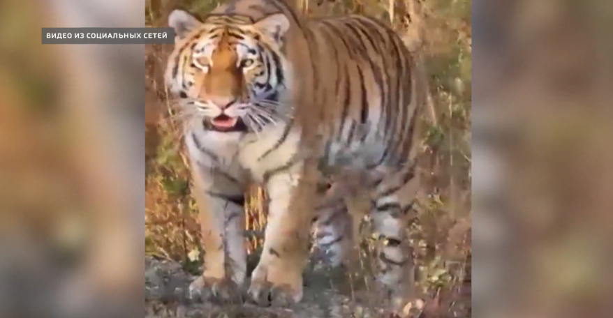 Звезда соцсетей: хищники стали чаще выходить к людям в Приморье