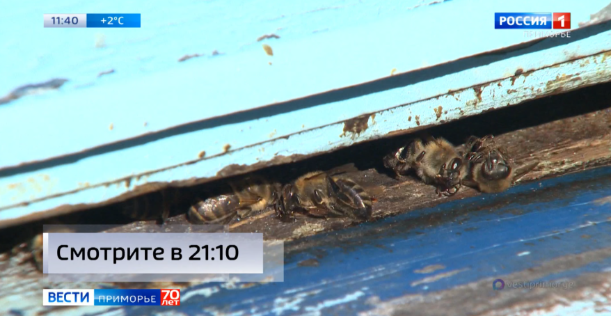 Массовая гибель пчел зафиксирована на пасеках Приморья