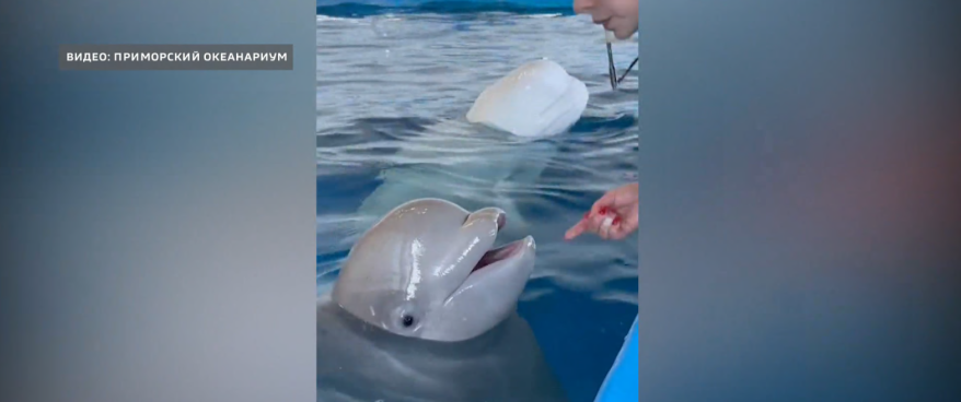 Приморский океанариум опубликовал видео с тренировкой юной белухи Деи