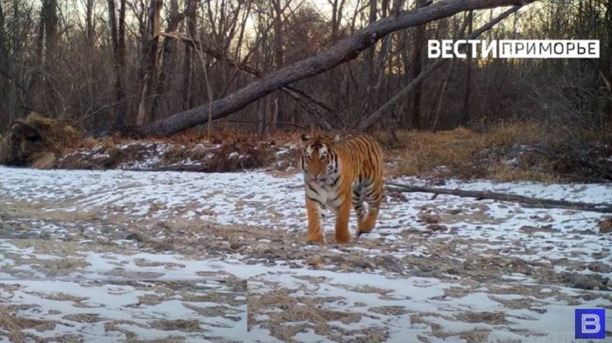 Хищник рядом: жителей поселка вблизи Артема просят воздержаться от походов в лес
