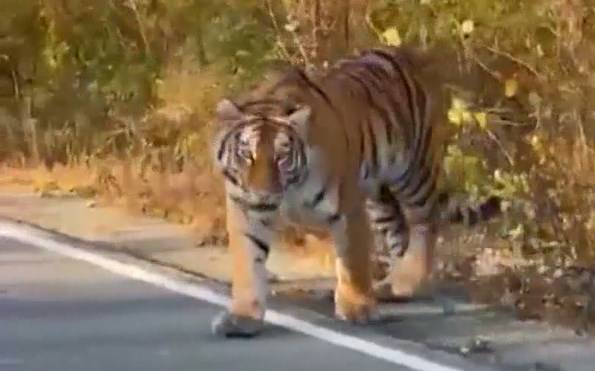 Тигр вышел к людям на АЗС: приморцы прячутся от хищника
