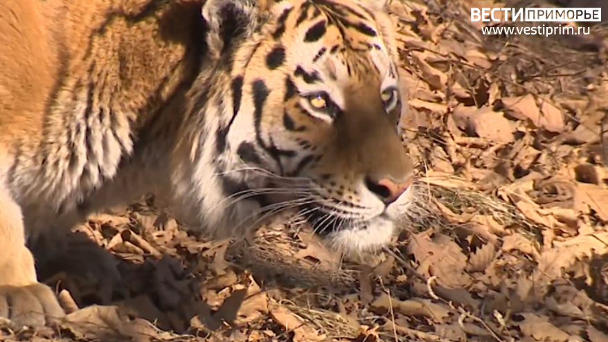 "В лес ни ногой": полиция обратилась к приморцам после появления тигра вблизи Владивостока