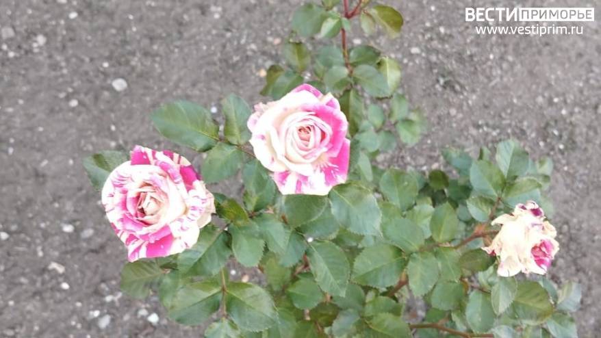 Аномальное потепление разбудило растения и насекомых в Приморье