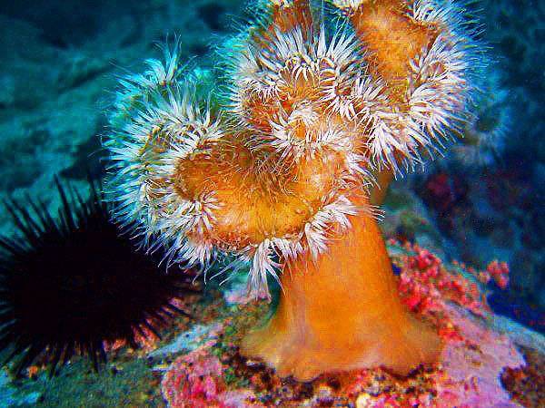 Опасную "красотку" запечатлел на дне Японского моря известный приморский дайвер