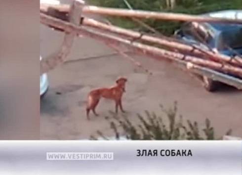 Агрессивная собака покусала жительницу Владивостока