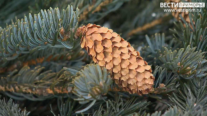 Новогодняя елка снова упала во Владивостоке