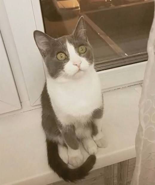 Кот-путешественник — герой соцсетей пропал в центре Владивостока