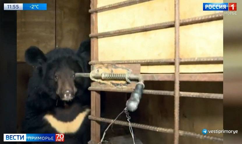 Медведице Маше, которая штурмом «брала» школу в Приморье, нашли новый дом