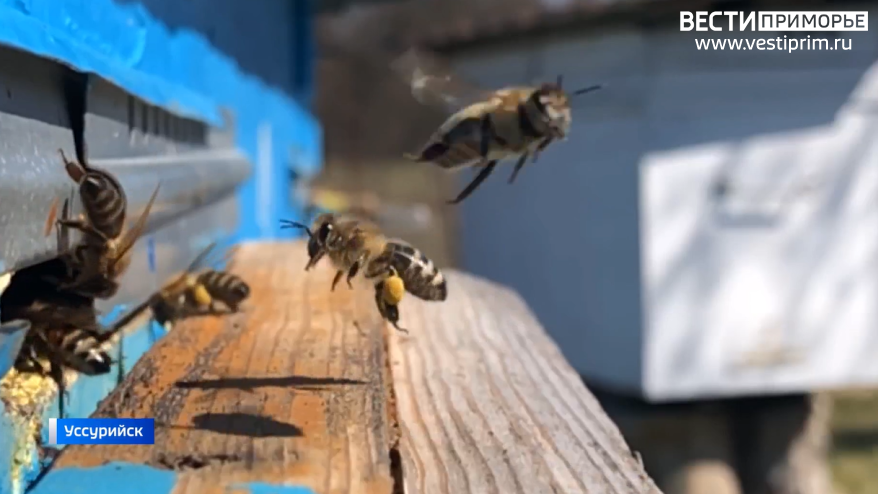 Природа удивляет приморцев из-за погодных аномалий