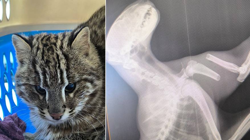 Истощенного с переломом лапы лесного кота спасают в Приморье