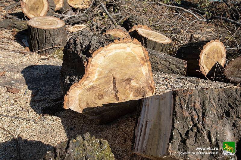Во Владивостоке зафиксировали 184 случая незаконной вырубки в этом году